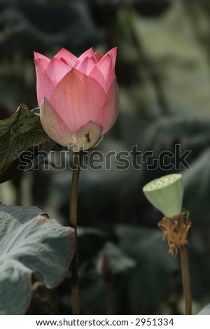 Lotus & Seed