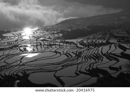 The morning Shot of a hill paddy field with the golden light reflection of the sunrise. Taken in Yunan, China