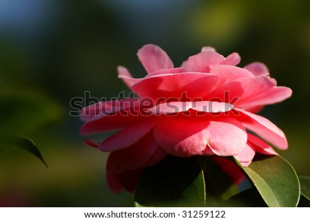 a pink camellia blooming. taken by a telephoto lens in China