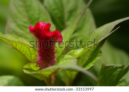 A macro shot of a unknown red flower taken by a telephoto lens