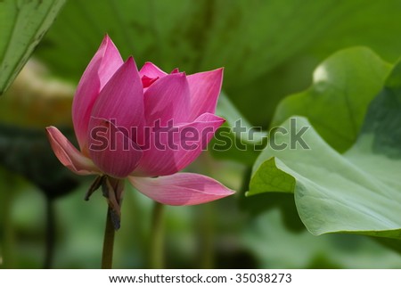 A blooming pink lotus taken by a telephoto lens
