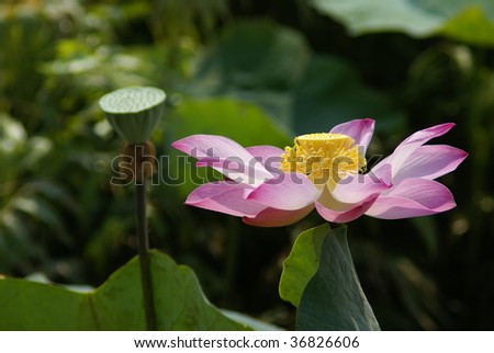 A blooming pink lotus & seed taken by a telephoto lens