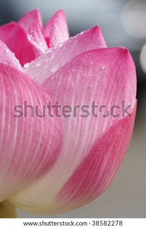 Petal of a blooming pink lotus taken by a telephoto lens