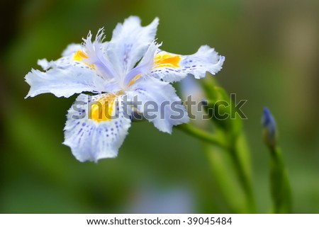 A blooming blue orchid taken by a telephoto lens