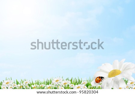 Spring and easter border with daisy and ladybird on blue sky background