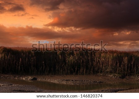 sunset landscape of a coastal reed bed at low tide