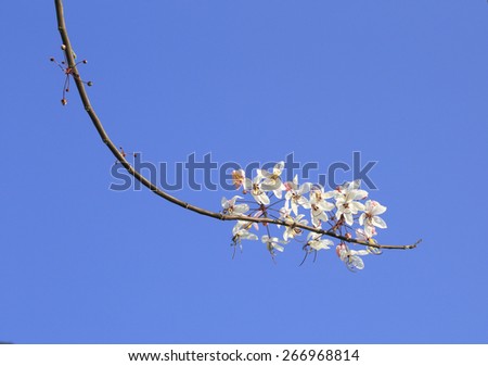 flowers and sky