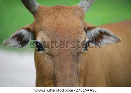 portrait cow and field in Thailand