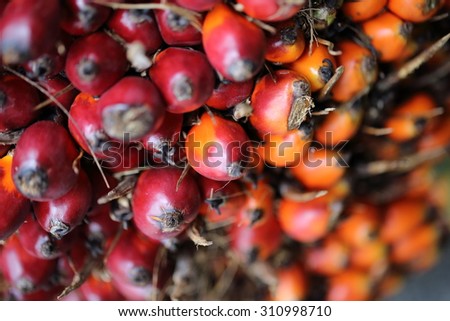palm oil plantation,