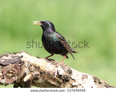 Common Starling, also known as European Starling on a tree stump
