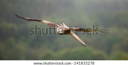 Red Kite in flight on a rainy day