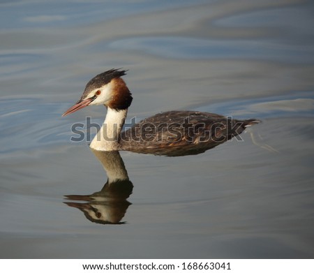 Great Crested Grebe in calm water with its own reflection