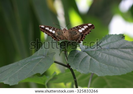A lovely tropical Clipper Butterfly, perhed on a green leaf with its wings spread wide
