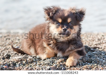 Cute and lonely puppy clever looking on the people