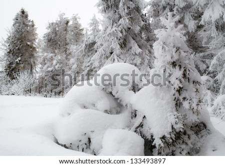 Freshly fallen snow covers the branches of trees. Snow storm left trees in forest with thick coating of heavy ice and snow.