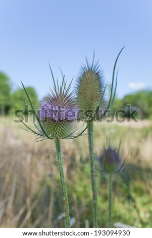 Field and forest on background. Close-up of thistle