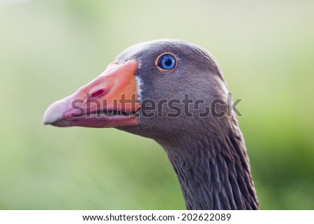 Close-up of a head of a domestic grey goose