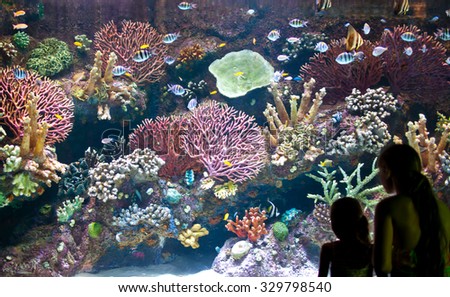 Children watch at sea life in aquarium