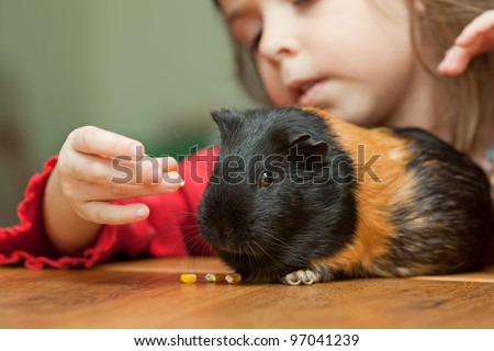 Little girl feeding guinea pig on table at home