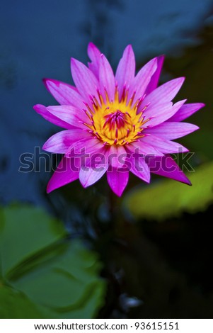 Lotus purple flower from Thailand background