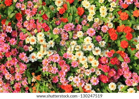 colorful spring flowers background