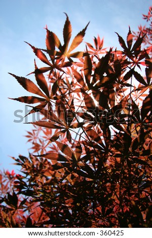 Japanese Maple leaves at Happy Frog Horticulture Center