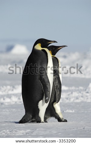 Two standing emperor penguins in a beautiful Antarctic pack ice scenery. Picture was taken near the tip of the Peninsula during a 3-month Antarctic research expedition.