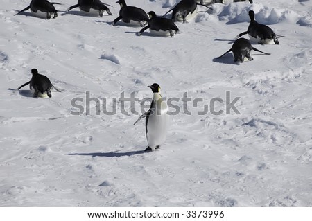 An emperor penguin standing out from the crowd in the background. Picture was taken in the Atka Bay during a 3-month Antarctic research expedition.