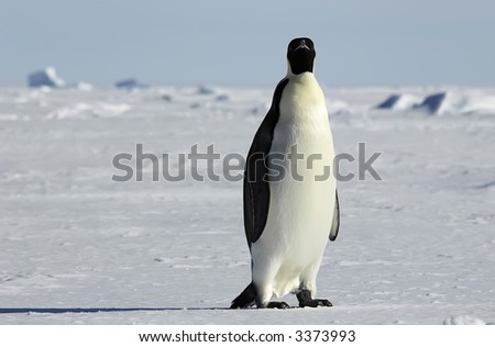 Penguin Front