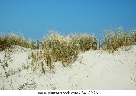 Top of a coastal sand dune with grass (Ammophila) and a blue sky in the background.