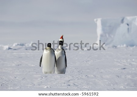 Christmas on ice with a penguin pair