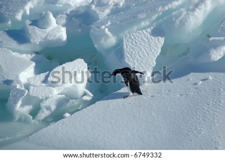 Adelie penguin wants to jump