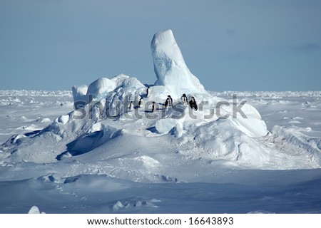 Adelie penguins on Antarctic pack ice
