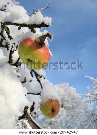 Winter apple vertical