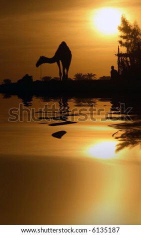 A camel in Egypt with the water reflection. (with water reflection)