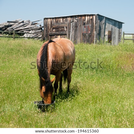 Horse Feeding on Ranch in Wyoming.
