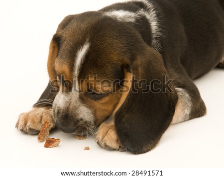 beagles eating