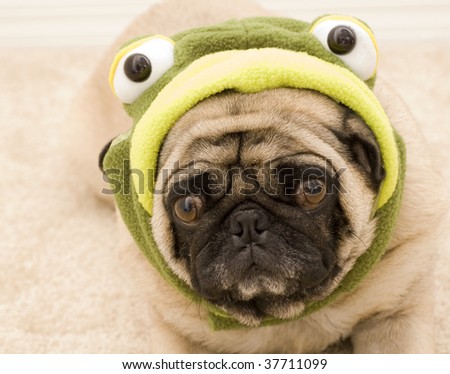 Pug Frog