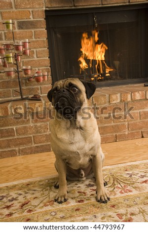 Dog in Front of Fire
