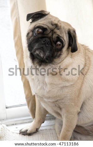 Pug Sitting with Tilted Head