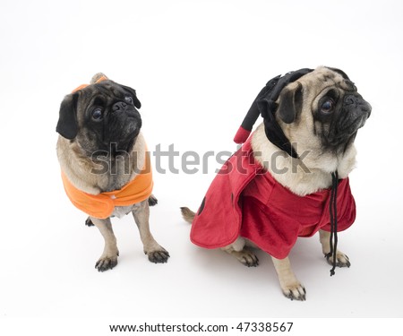 Pugs Begging in Costume Pics Of Pugs In Costumes. Pugs Begging in Costume