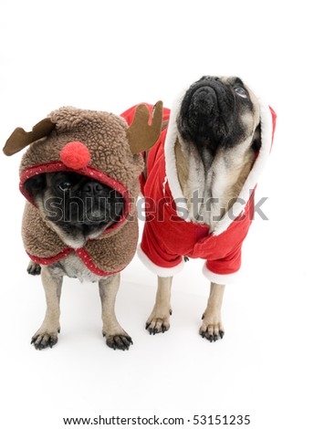 Dressed up pugs