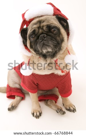 Dressed up pugs