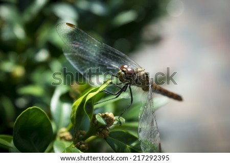 dragon fly on leaf