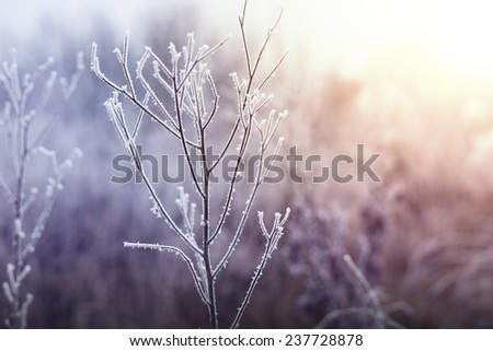 Frozen plant in winter morning.