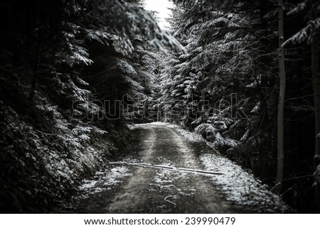 Rocky path in winter forest in dramatic scenery.