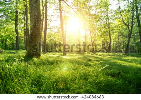 Trees with shadows in forest against of sunshine