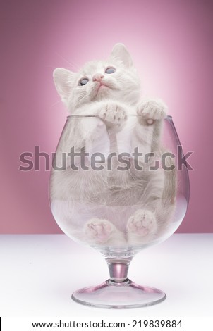 Funny kitten in studio on a pink background
