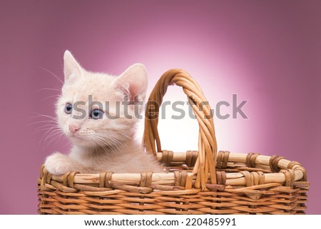 small kitten sitting in a basket in the studio on a pink background