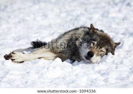 sleeping Wolf on a snow
